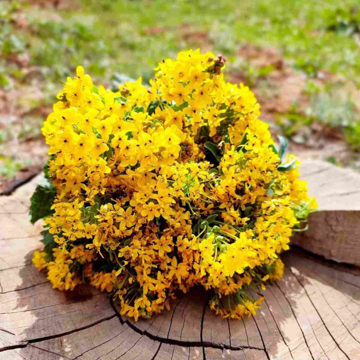 آهنگ جدید  تک آسمی بیب شیش تاسمی بیب